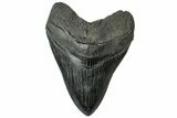 Fossil Megalodon Tooth - South Carolina #315447-1